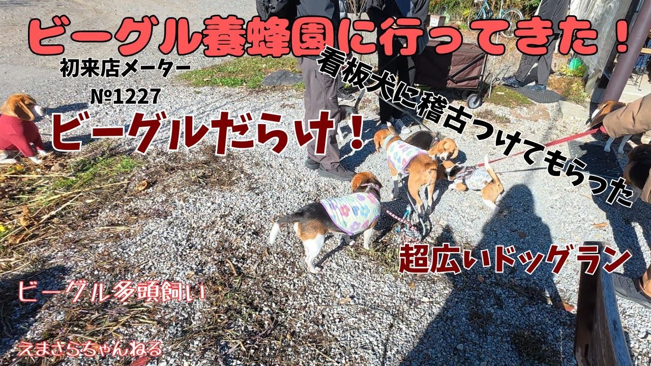 ビーグル養蜂園に行ってきた