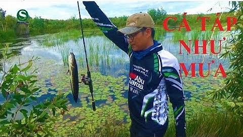 Fishing | Câu cá lóc | Cá táp như mưa | Sắc Màu VN