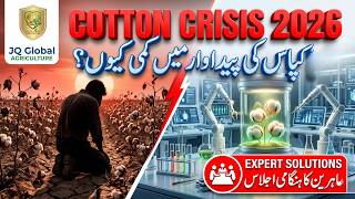 Cotton Crisis 2026 Fake Seeds, Climate Change &amp; The Way Forward  کپاس کا بحران