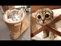 Best Kittens Videos - Am I So Cute? | Ep. #2