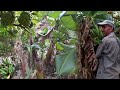 Don Julio Campesino de pura cepa que le gusta sembrar, La vida del campo en republica dominicana