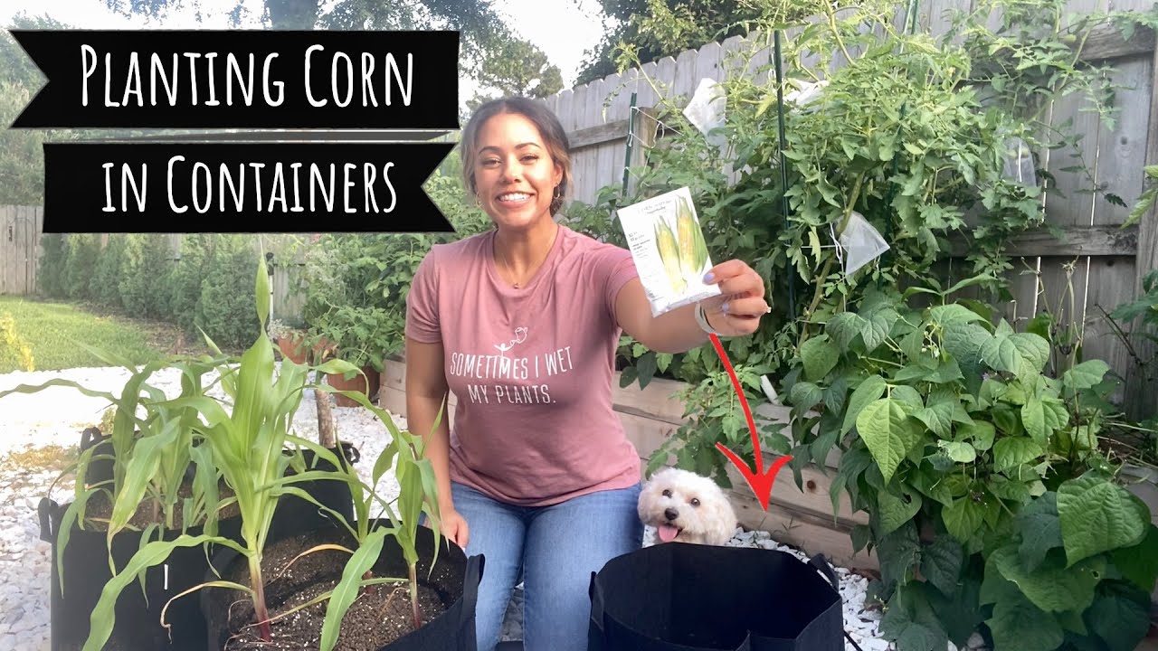 Growing Corn in Containers YouTube