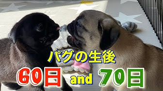 鼻ぺちゃ犬 Youtube