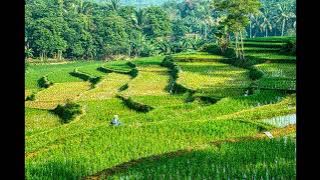 Tropic Fuse   French Fuse 1 Hour