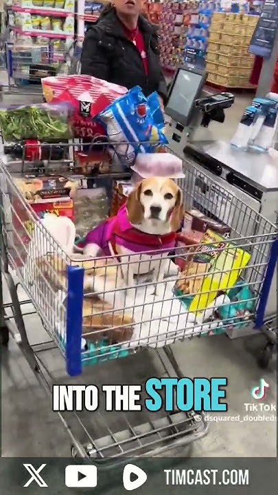 Dude BLASTS Lady For Bringing Dog Into Walmart - YouTube