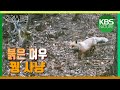 KBS파노라마 ‘한반도 야생은 살아있다 3편 – 여우의 꿈’ / KBS 20130628 방송