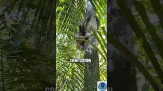 Pygmy Three-Toed Sloth — Si Lambat yang Punya Bulu Hijau! 🦥 |FAKTA UNIK VERSE
