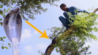 the snake climbed the tree to attack the boy fiaz jogi catch the snake and  save boy life