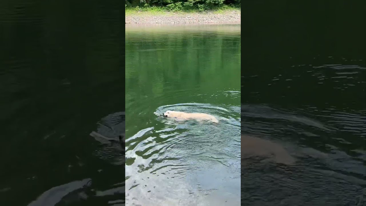 Pov You Are Just A Dog Who Loves Mother Nature 