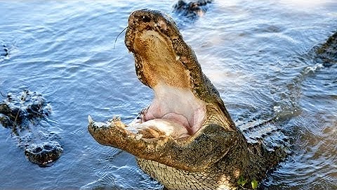 Alligator Captures Python 04 - Deadly Animals - Time Lapse