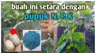MANFAAT MENGKUDU UNTUK TANAMAN#gardening