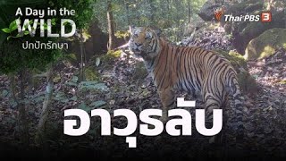 อาวุธลับ | A Day in the WILD