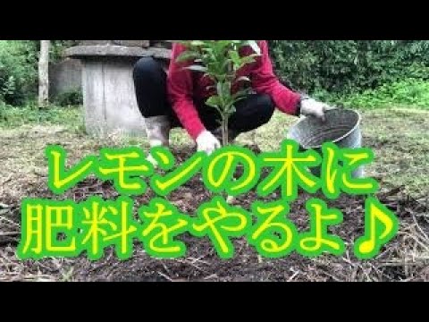 レモンの木に肥料をやるよ Youtube レモンの木に肥料をやるよ Youtube