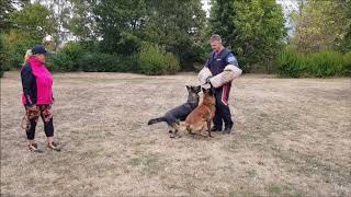 Deutsch -tschechisches Trainingcamp im Hundesport 24. - 26.8.2018