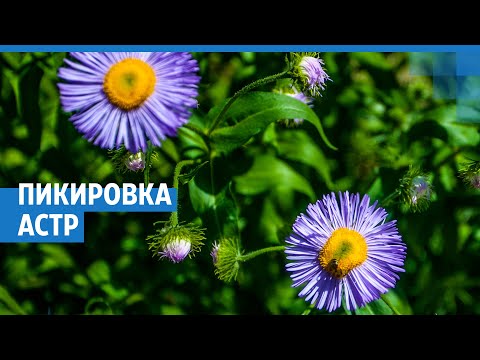 Когда пикировать астры | NGS.RU