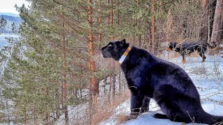 🐆 Луна пантера и ротвейлер Венза 🐕 идут по следам зверя 👣👣