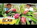 《农广天地》让火龙果远离溃疡有狠招 20190506 | CCTV农业