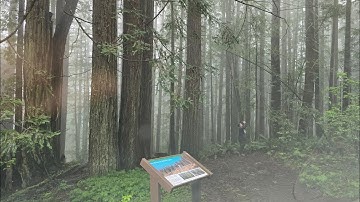 Rooted in Connection - A Breath of Fresh Air