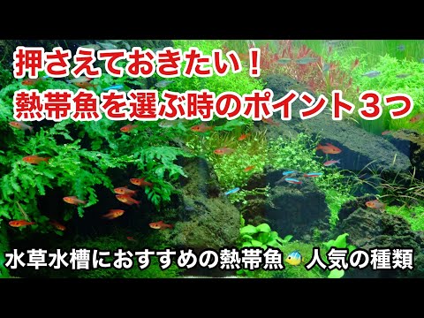 おすすめの熱帯魚はコレ 水草水槽に合う人気の種類大全集 お魚を選ぶときのポイント３つ ａｄａ ネイチャーアクアリウム立ち上げ初心者 水合わせ メダカ ネオンテトラ グッピー ラスボラ 小型美魚 Youtube