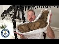 Largest dinosaur poop - Guinness World Records