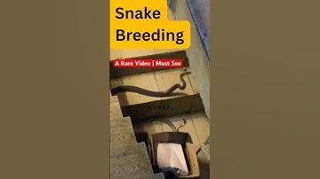Snake Mating | go to full video