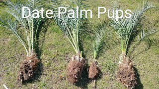 Date Palm Tree Pup Removal