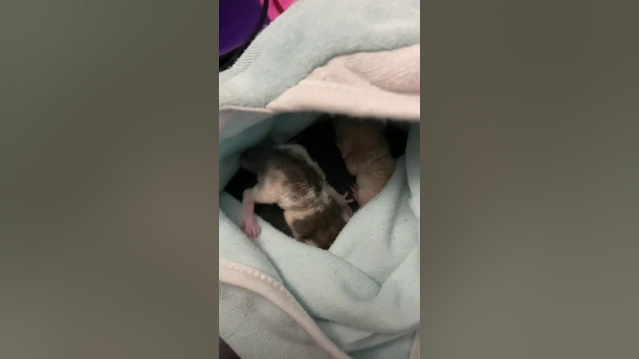 Day 2 Orphaned baby Rats YouTube