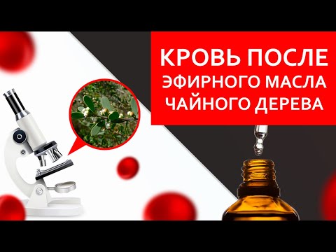 Кровь после эфирного масла чайного дерева | ИССЛЕДОВАНИЯ МИА #кровьпосле #чайноедерево #ароматерапия