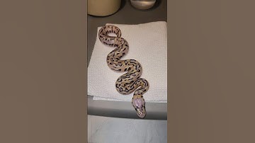 Amazing Puzzle Baby Ball Python Morph! 🥳🐍