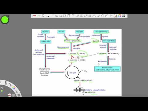 ბიოქიმია ნაწილი 3 : გლუკოზის როლი ბუნებაში