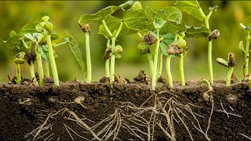 Milieukunde 9 (Bodemstructuur en plantengroei)