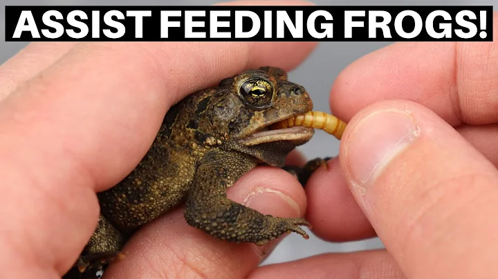 How To Assist Feed Frogs And Toads - Benjamin's Exotics