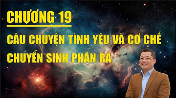 Chương 19: Câu Chuyện Tình Yêu Và Cơ Chế Chuyển Sinh Phân Rã