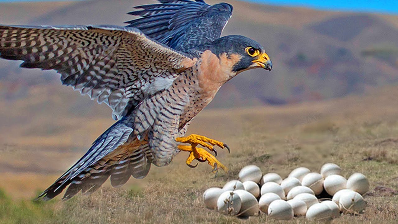 Great Mom Falcon Laying Eggs And Feeding Babies