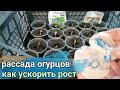 🌱🌱КАК ВЫСАДИТЬ ОГУРЦЫ (арбузы, дыни, кабачки..) НА РАССАДУ, ЧТОБЫ РОСЛИ В РАЗЫ БЫСТРЕЕ