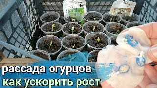 🌱🌱КАК ВЫСАДИТЬ ОГУРЦЫ (арбузы, дыни, кабачки..) НА РАССАДУ, ЧТОБЫ РОСЛИ В РАЗЫ БЫСТРЕЕ