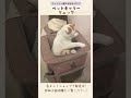 ボックス型で広々快適♪折りたたみ式 ペットキャリーリュック 小型犬・猫～中型犬・猫向き #ペット #ペットキャリー #猫  #株式会社プラタ