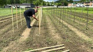 “Tomato Triumph: Gardening Tips for a Bountiful Harvest”