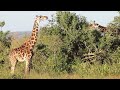 SEE HOW THESE GRACEFUL GIRAFFES FEEDS ON TREE TOPS IN ITS NATURAL HABITAT: TRULY BREATHTAKING SIGHT!