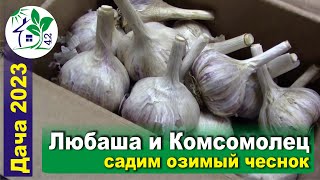 Садим озимый чеснок - новые для нас сорта Любаша и Комсомолец