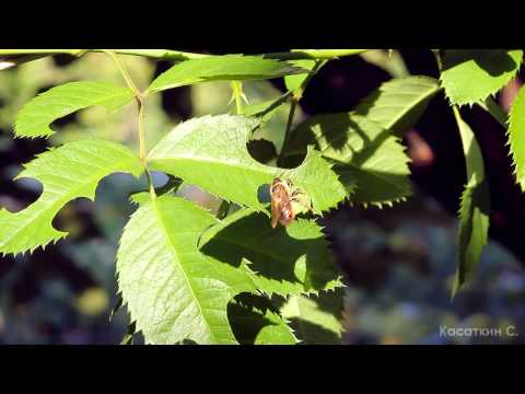 Видео: Пчелы-листорезы: преимущества и вред пчел-листорезов в саду