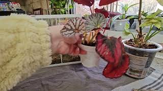 : ,,   #plants #top #nature #flowers #home #garden #