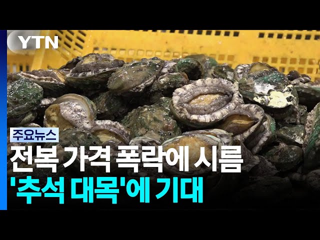 가격 폭락에 시름...완도 전복 '추석 대목'에 기대 / YTN