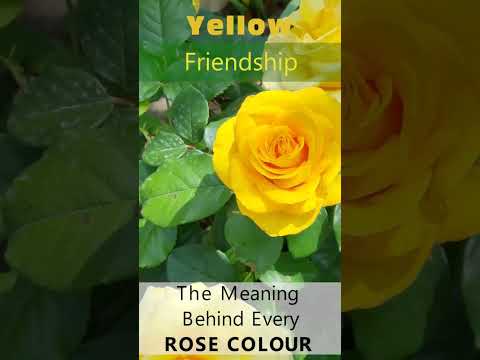 Ultimate Rose Color Meanings | Meaning Behind Every Color Of Rose