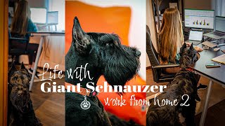 Life with Giant Schnauzer | Ep.10 | Work From Home by Life With Giant Schnauzers 5,415 views 1 year ago 10 minutes, 17 seconds