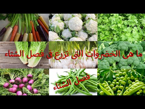 فيديو: ما هو الطعام الذي يمكن زراعته في الشتاء؟