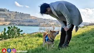 How to Approach an iffy Dog like Shiro / Shiba Inu