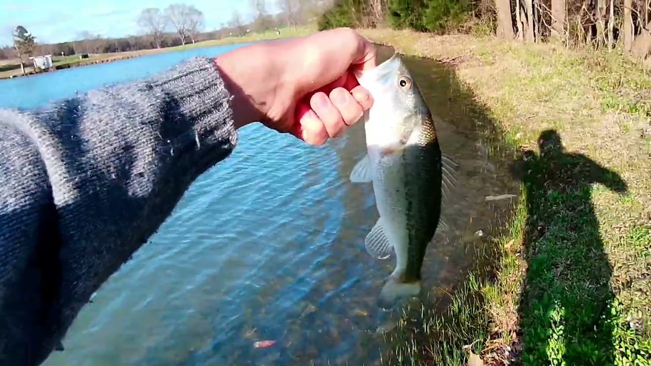 Bass fishing with a ned rig