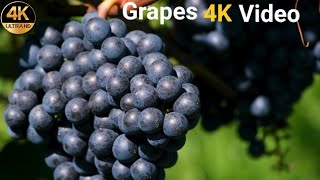 Grapes Fruits 4K Video || Beautiful Grapes Fruits Video - Trance Yt screenshot 2