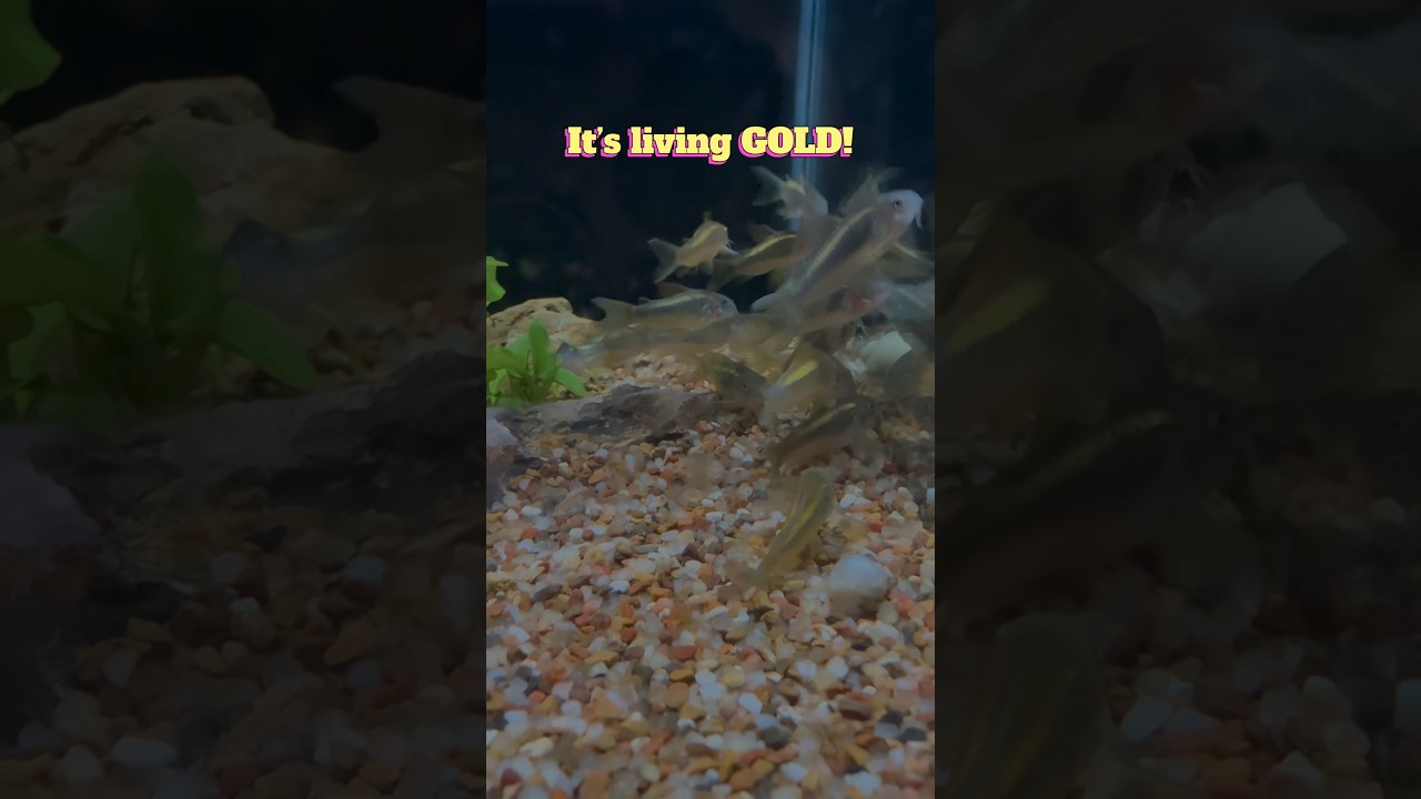 Looking for that ultimate aquarium flex? 🌟 Meet the Gold Laser Corydoras (CW010)